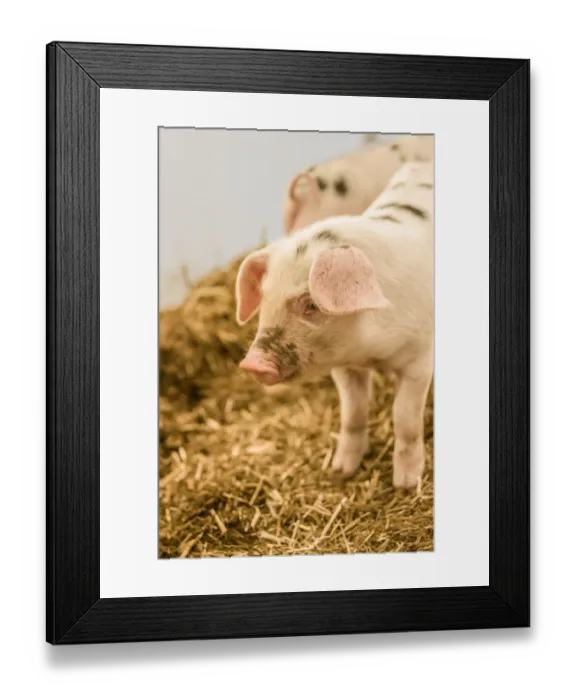 Framed Print : Carnation, Washington State, USA. Gloucestershire Old Spots piglet standing in a Framed Print : Carnation, Washington State, USA. Gloucestershire Old Spots piglet standing in a