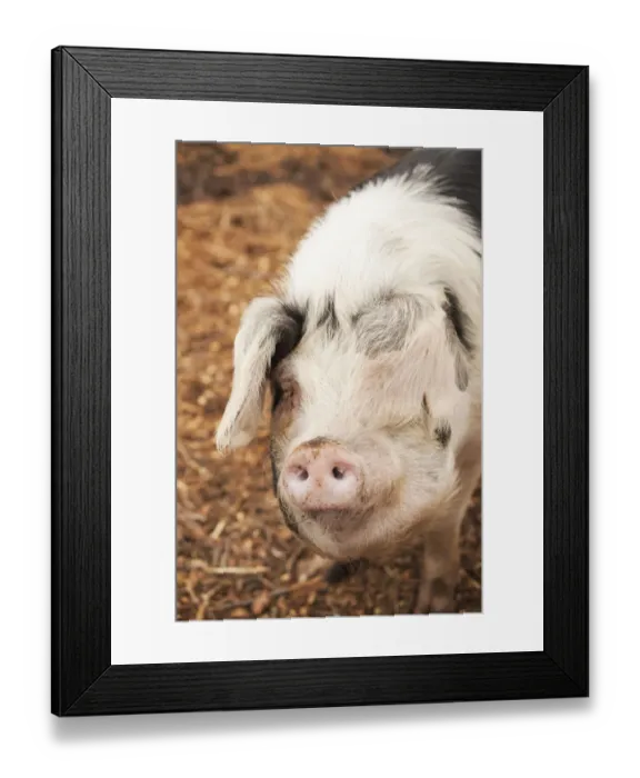 Framed Print : Carnation, Washington State, USA. Front view of a Gloucestershire Old Spots pig. (PR) Framed Print : Carnation, Washington State, USA. Front view of a Gloucestershire Old Spots pig. (PR)