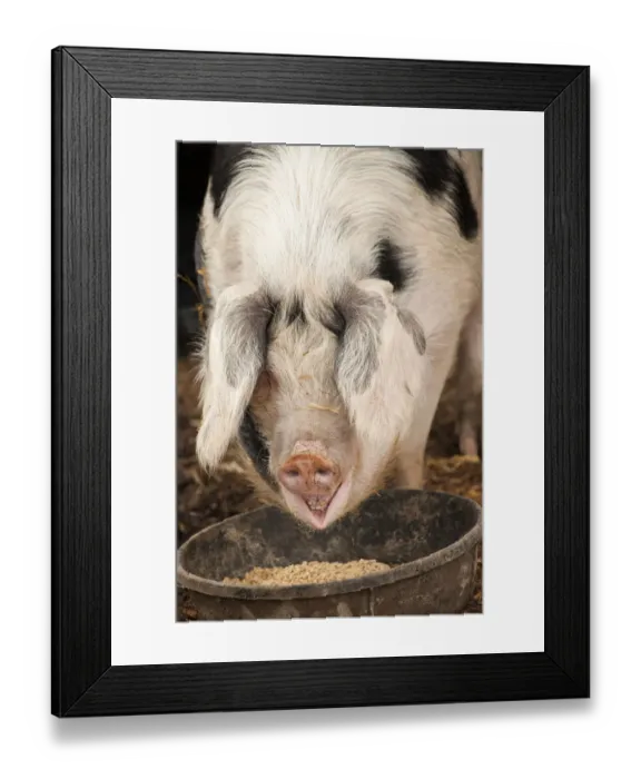 Framed Print : Carnation, Washington State, USA. Front view of a Gloucestershire Old Spot pig eating