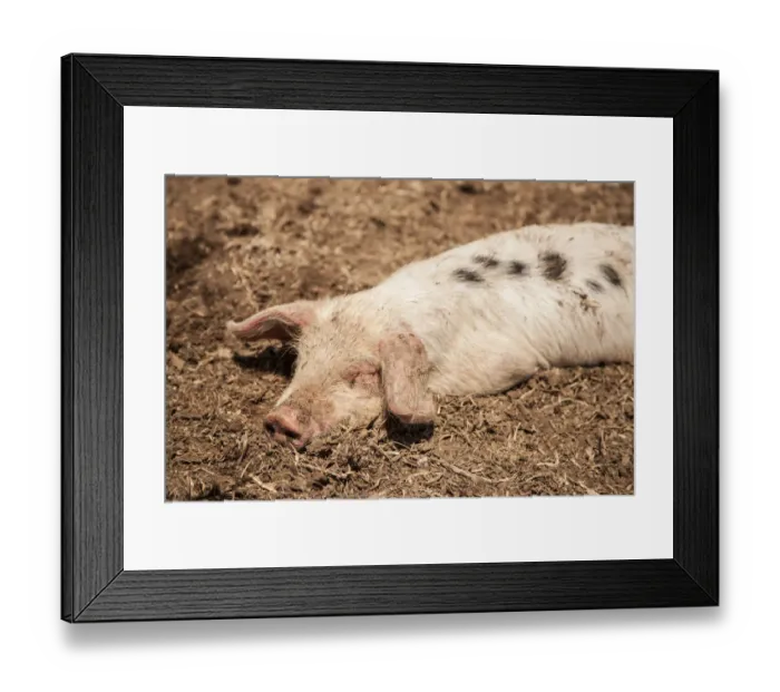Framed Print : Carnation, Washington State, USA. Dirty Gloucestershire Old Spot piglet wallowing in a sty Framed Print : Carnation, Washington State, USA. Dirty Gloucestershire Old Spot piglet wallowing in a sty