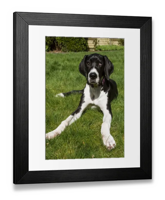 Framed Print : Issaquah, Washington State, USA. Six month old Great Dane puppy resting in her backyard Framed Print : Issaquah, Washington State, USA. Six month old Great Dane puppy resting in her backyard