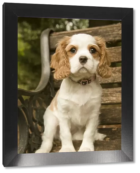 Issaquah, Washington State, USA. Cavalier King Charles Spaniel puppy at 11 weeks old