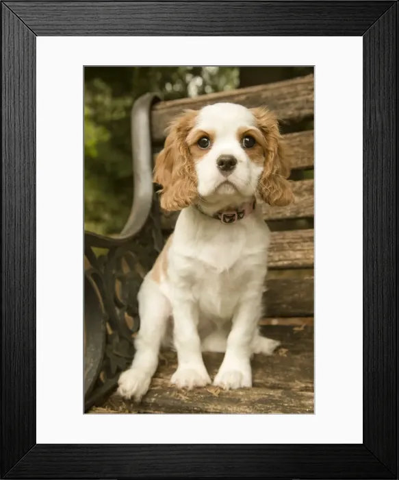 Framed Print : Issaquah, Washington State, USA. Cavalier King Charles Spaniel puppy at 11 weeks old Framed Print : Issaquah, Washington State, USA. Cavalier King Charles Spaniel puppy at 11 weeks old