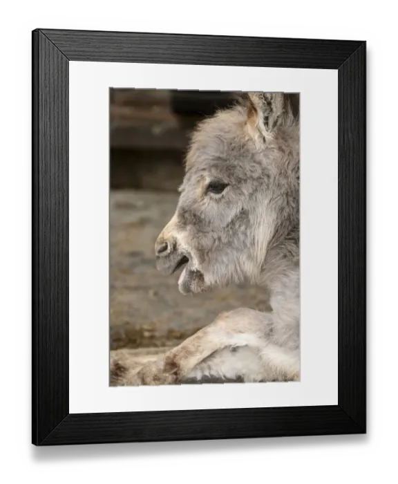 Framed Print : Fall City, Washington State, USA. Portrait of a Miniature Mediterranean Donkey foal. (PR) Framed Print : Fall City, Washington State, USA. Portrait of a Miniature Mediterranean Donkey foal. (PR)