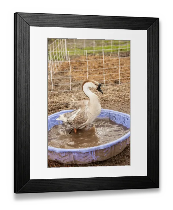 Framed Print : Carnation, Washington State, USA. Domestic Swan Goose bathing in a wading pool at a farm Framed Print : Carnation, Washington State, USA. Domestic Swan Goose bathing in a wading pool at a farm