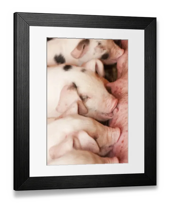 Framed Print : Carnation, Washington State, USA. Gloucester Old Spot piglets nursing. (PR) Framed Print : Carnation, Washington State, USA. Gloucester Old Spot piglets nursing. (PR)