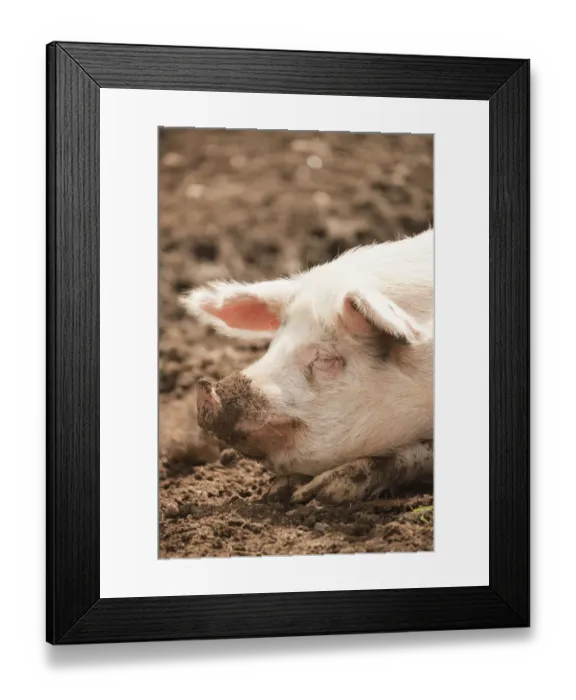 Framed Print : Carnation, Washington State, USA. Gloucestershire Old Spots pig with a dirty face in a pig pen Framed Print : Carnation, Washington State, USA. Gloucestershire Old Spots pig with a dirty face in a pig pen