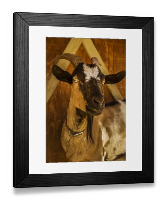 Framed Print : Leavenworth, Washington State, USA. Portrait of an Alpine dairy goat. (PR)