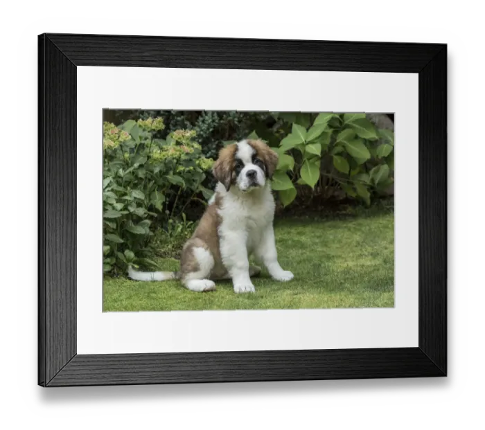 Framed Print : Renton, Washington State, USA. Portrait of a three month old Saint Bernard puppy in his yard
