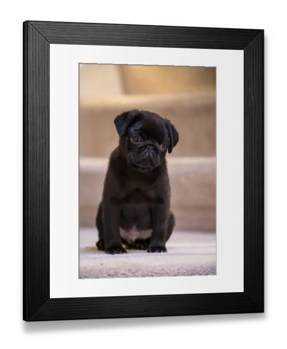 Framed Print : 10 week old black Pug puppy sitting on a carpeted stairwell. (PR)
