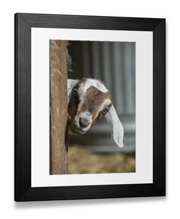 Framed Print : Issaquah, Washington State, USA. 12 day old mixed breed Nubian and Boer goat kid Framed Print : Issaquah, Washington State, USA. 12 day old mixed breed Nubian and Boer goat kid