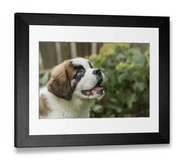 Framed Print : Renton, Washington State, USA. Three month old Saint Bernard puppy expecting a treat Framed Print : Renton, Washington State, USA. Three month old Saint Bernard puppy expecting a treat