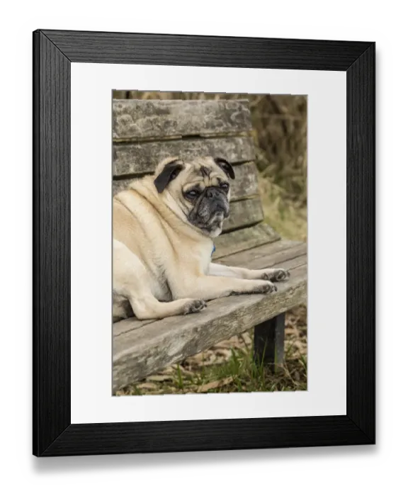 Framed Print : Redmond, Washington State, USA. Fawn-colored Pug, Buddy, resting on a wooden park Framed Print : Redmond, Washington State, USA. Fawn-colored Pug, Buddy, resting on a wooden park