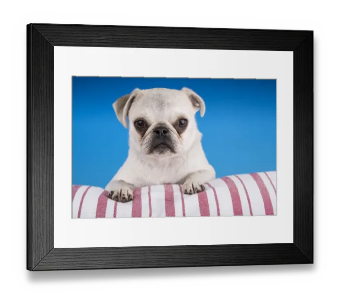 Framed Print : White Pug puppy resting on a striped cushion. (PR) Framed Print : White Pug puppy resting on a striped cushion. (PR)