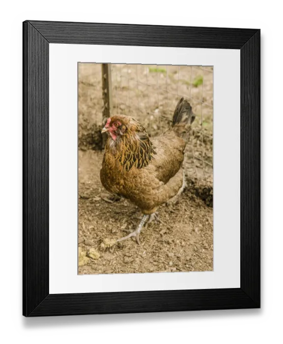 Framed Print : Carnation, Washington State, USA. Ameraucana hen walking in a pen. (PR)