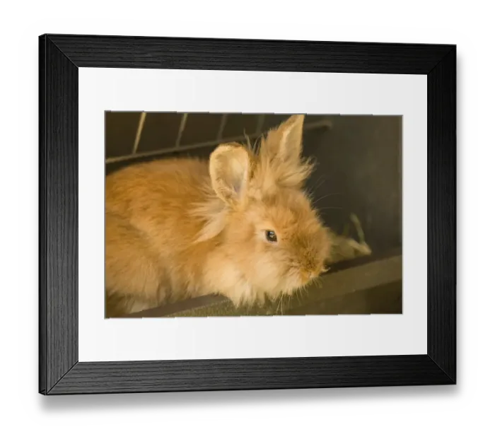 Framed Print : Soft, furry bunny sitting in a pellet feeder Framed Print : Soft, furry bunny sitting in a pellet feeder
