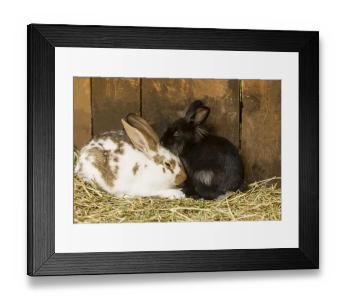 Framed Print : Soft, furry bunnies huddled together to take a nap Framed Print : Soft, furry bunnies huddled together to take a nap