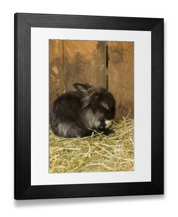 Framed Print : Soft, furry bunny grooming its paw
