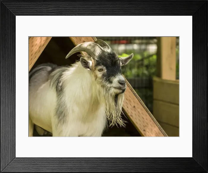 Framed Print : Issaquah, Washington State, USA. Adult African Pygmy Goat Framed Print : Issaquah, Washington State, USA. Adult African Pygmy Goat