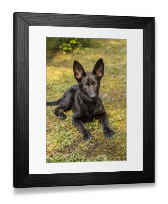 Framed Print : Issaquah, Washington State, USA. Four month old German Shepherd puppy resting in Framed Print : Issaquah, Washington State, USA. Four month old German Shepherd puppy resting in