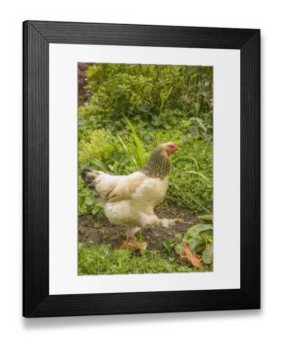 Framed Print : Issaquah, Washington State, USA. Free-range Buff Brahma hen walking in a garden. (PR) Framed Print : Issaquah, Washington State, USA. Free-range Buff Brahma hen walking in a garden. (PR)