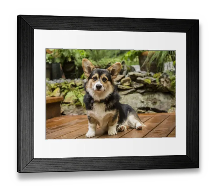 Framed Print : Issaquah, Washington State, USA. Six month old Corgi puppy posing on his wooden deck Framed Print : Issaquah, Washington State, USA. Six month old Corgi puppy posing on his wooden deck