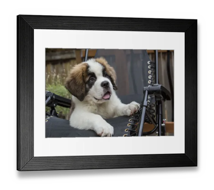 Framed Print : Renton, Washington State, USA. Portrait of a three month old Saint Bernard puppy Framed Print : Renton, Washington State, USA. Portrait of a three month old Saint Bernard puppy