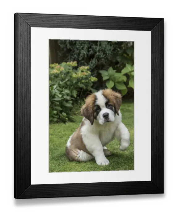 Framed Print : Renton, Washington State, USA. Portrait of a three month old Saint Bernard puppy in his yard Framed Print : Renton, Washington State, USA. Portrait of a three month old Saint Bernard puppy in his yard