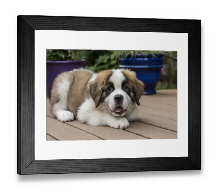 Framed Print : Renton, Washington State, USA. Three month old Saint Bernard puppy with a playful