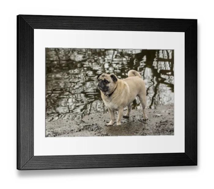 Framed Print : Redmond, Washington State, USA. Fawn-colored Pug, Buddy, posing by the Sammamish Framed Print : Redmond, Washington State, USA. Fawn-colored Pug, Buddy, posing by the Sammamish