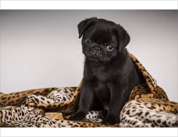 10 week old black Pug puppy curled up in a spotted blanket. (PR)