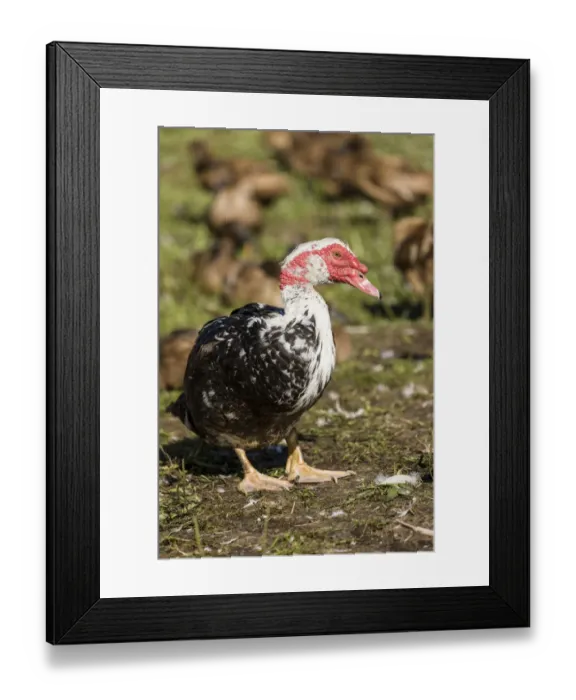 Framed Print : Carnation, Washington State, USA. Male Muscovy duck in a flock of Khaki Campbell ducks Framed Print : Carnation, Washington State, USA. Male Muscovy duck in a flock of Khaki Campbell ducks