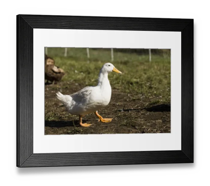 Framed Print : Carnation, Washington State, USA. Free-range Pekin duck walking, with a Campbell Framed Print : Carnation, Washington State, USA. Free-range Pekin duck walking, with a Campbell