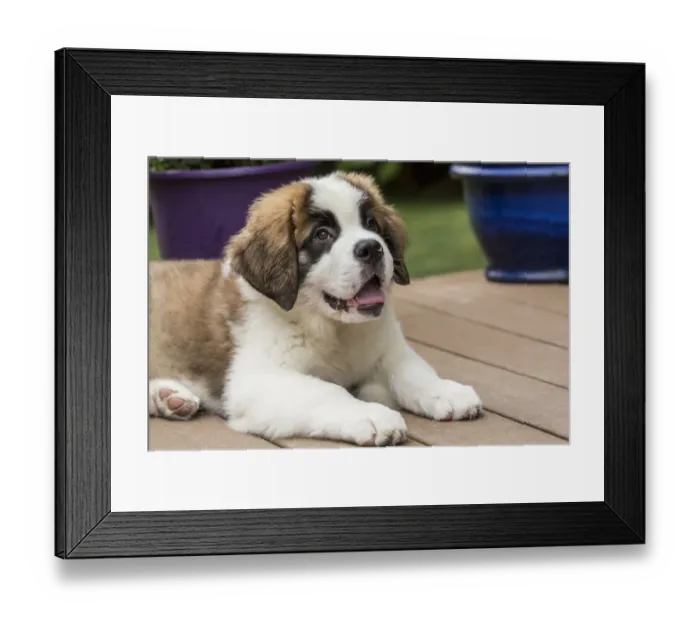 Framed Print : Renton, Washington State, USA. Three month old Saint Bernard puppy taking a break from playtime Framed Print : Renton, Washington State, USA. Three month old Saint Bernard puppy taking a break from playtime