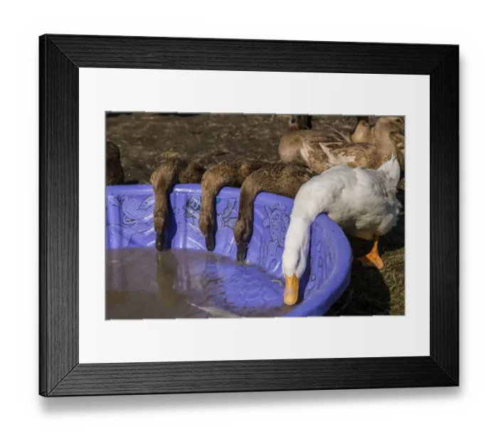 Framed Print : Carnation, Washington State, USA. Pekin and Khaki Campbell ducks drinking from a wading pool