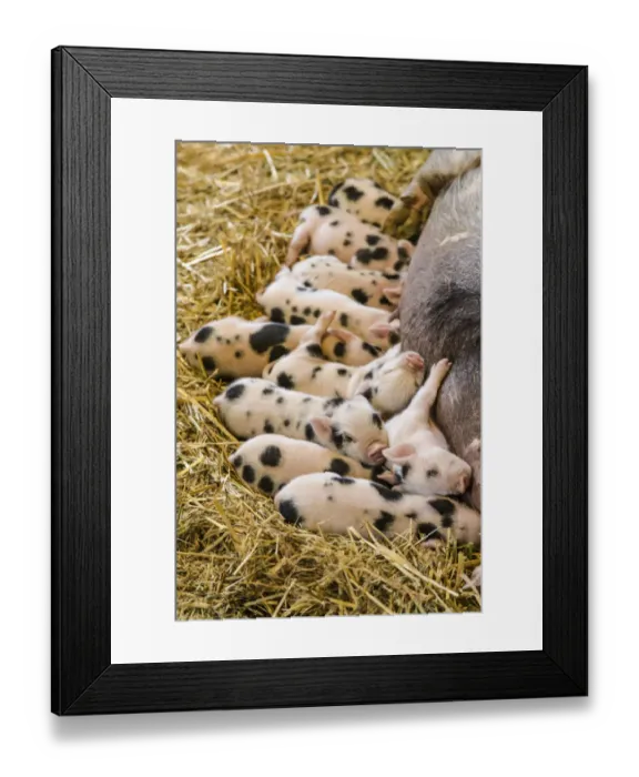 Framed Print : Issaquah, Washington State, USA. Kunekune piglets nursing