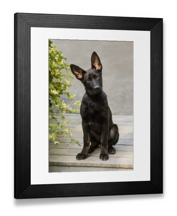 Framed Print : Issaquah, Washington State, USA. Four month old German Shepherd puppy sitting in Framed Print : Issaquah, Washington State, USA. Four month old German Shepherd puppy sitting in