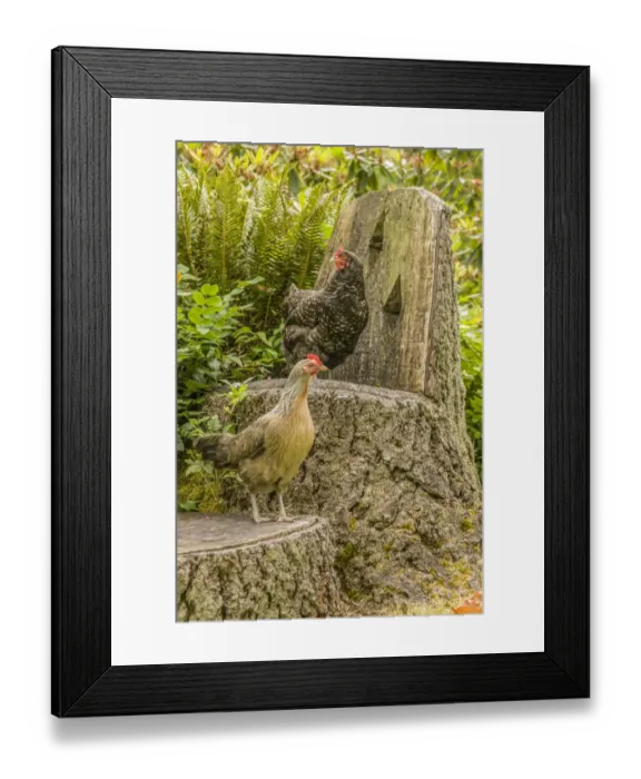 Framed Print : Issaquah, Washington State, USA. Free-range Maran and Legbar hens standing on a chair