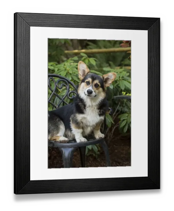 Framed Print : Issaquah, Washington State, USA. Six month old Corgi puppy sitting on a metal patio chair Framed Print : Issaquah, Washington State, USA. Six month old Corgi puppy sitting on a metal patio chair