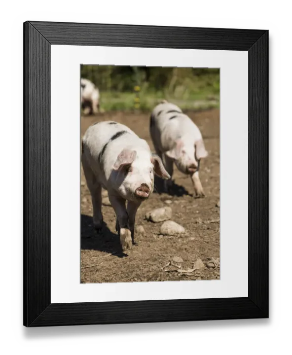 Framed Print : Carnation, Washington State, USA. Gloucestershire Old Spots pigs running. (PR) Framed Print : Carnation, Washington State, USA. Gloucestershire Old Spots pigs running. (PR)