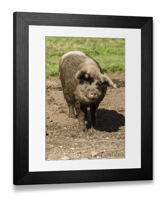 Framed Print : Carnation, Washington State, USA. Muddy Gloucestershire Old Spots pig shaking off some excess mud