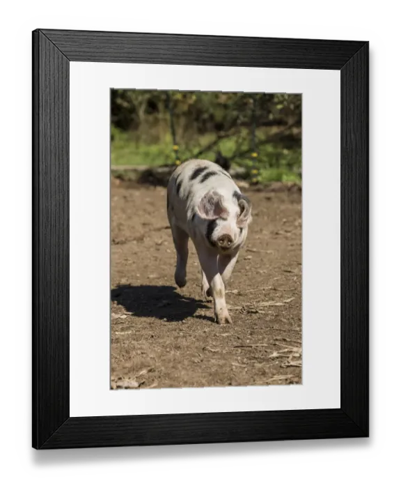 Framed Print : Carnation, Washington State, USA. Gloucestershire Old Spots pig running. (PR) Framed Print : Carnation, Washington State, USA. Gloucestershire Old Spots pig running. (PR)