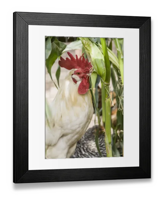 Framed Print : Issaquah, Washington State, USA. White Leghorn rooster eating an ear of corn from a garden