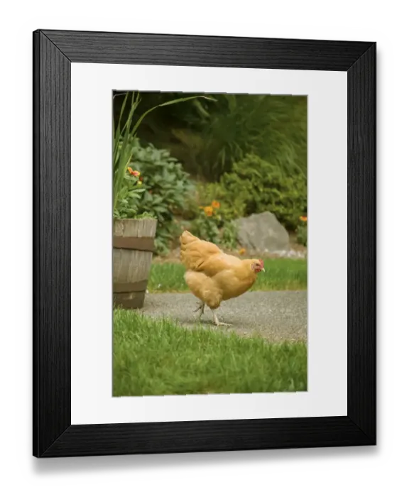 Framed Print : Issaquah, Washington State, USA. Free-ranging Buff Orpington chicken foraging about a backyard Framed Print : Issaquah, Washington State, USA. Free-ranging Buff Orpington chicken foraging about a backyard