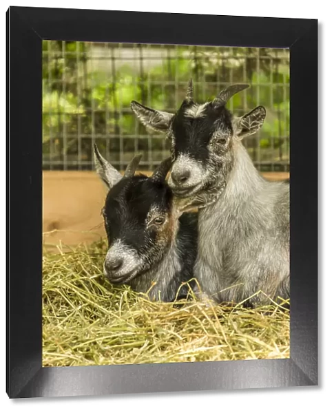 Issaquah, Washington State, USA. Two young African Pygmy goat kids snuggled together