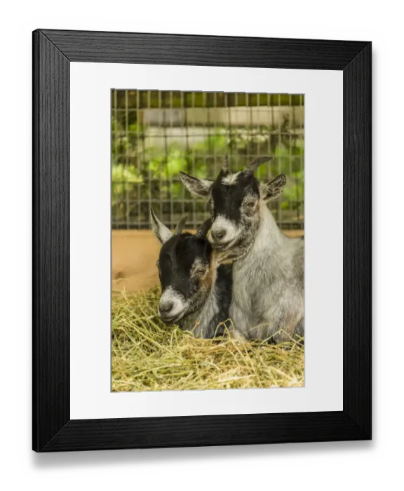 Framed Print : Issaquah, Washington State, USA. Two young African Pygmy goat kids snuggled together Framed Print : Issaquah, Washington State, USA. Two young African Pygmy goat kids snuggled together