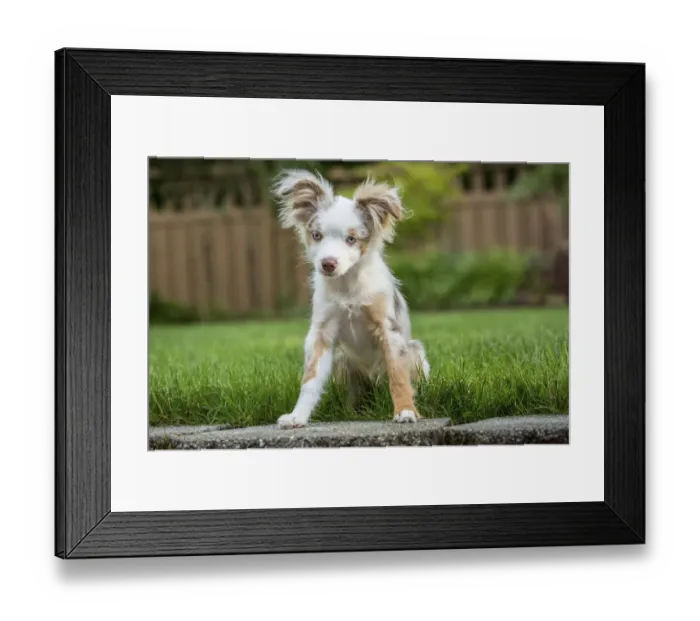 Framed Print : Issaquah, Washington State, USA. Mini Australian Shepherd puppy playing in his yard (PR)