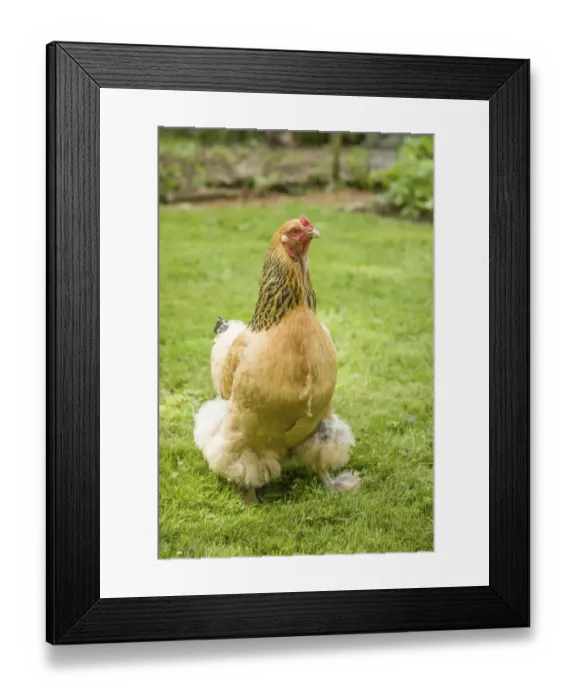 Framed Print : Issaquah, Washington State, USA. Free-range Buff Brahma hen walking in a yard. (PR) Framed Print : Issaquah, Washington State, USA. Free-range Buff Brahma hen walking in a yard. (PR)
