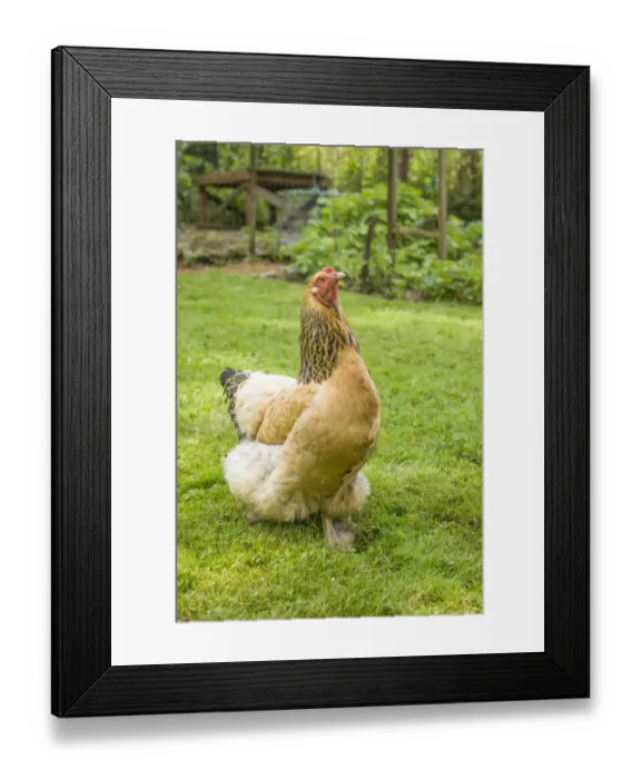 Framed Print : Issaquah, Washington State, USA. Free-range Buff Brahma hen walking in a yard. (PR)