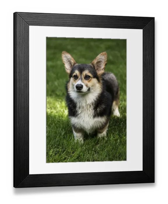 Framed Print : Issaquah, Washington State, USA. Six month old Corgi puppy posing on his lawn. (PR)
